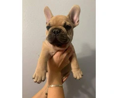 Lovely tan French Bulldog puppies for sale - 4