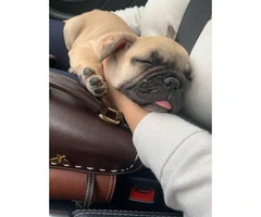 Lovely tan French Bulldog puppies for sale - 5
