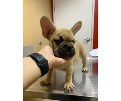 Lovely tan French Bulldog puppies for sale - 6