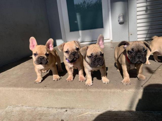 Lovely tan French Bulldog puppies for sale in Anaheim ...