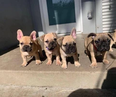 Lovely tan French Bulldog puppies for sale - 7