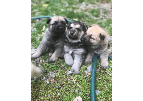 3 full blooded German shepherd puppies for sale
