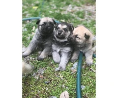 3 full blooded German shepherd puppies for sale