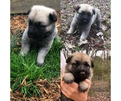 3 full blooded German shepherd puppies for sale