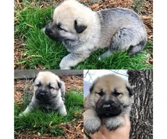 3 full blooded German shepherd puppies for sale