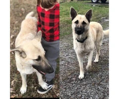 3 full blooded German shepherd puppies for sale