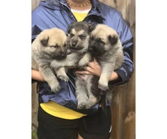 3 full blooded German shepherd puppies for sale