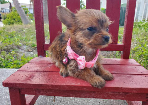 Teacup Morkies for Sale