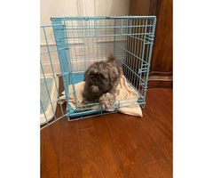 2 year old male Shih-Tzu puppy for sale