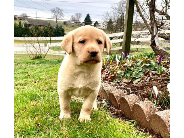 Registered yellow labrador puppies For Sale In Kentucky USA