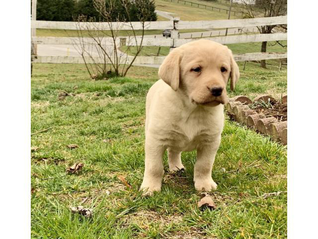 Registered yellow labrador puppies in Philadelphia, Pennsylvania