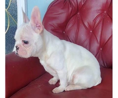 AKC Standard Cream French Bulldog Puppy for Adoption - 2