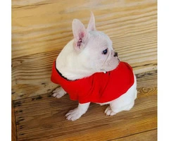AKC Standard Cream French Bulldog Puppy for Adoption - 3