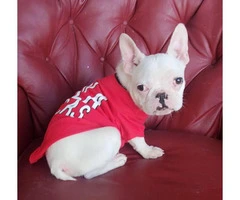 AKC Standard Cream French Bulldog Puppy for Adoption - 4