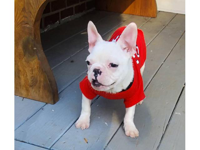 AKC Standard Cream French Bulldog Puppy for Adoption Norcross - Puppies ...