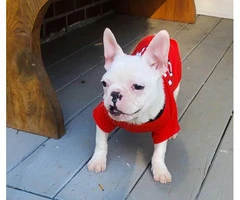AKC Standard Cream French Bulldog Puppy for Adoption - 5