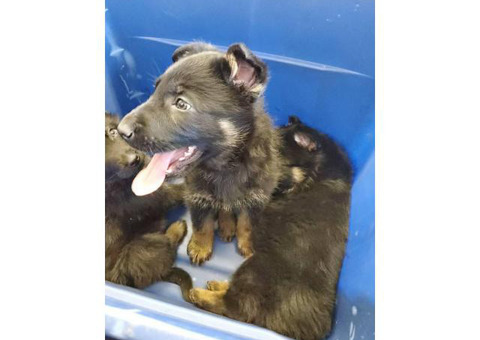3 Boys, 1 Girl German Shepherd puppies