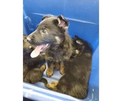 3 Boys, 1 Girl German Shepherd puppies