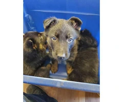 3 Boys, 1 Girl German Shepherd puppies - 3