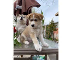 5 beautiful Husky puppies for sale