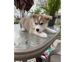 5 beautiful Husky puppies for sale - 3