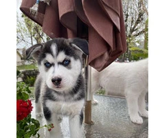 5 beautiful Husky puppies for sale - 4