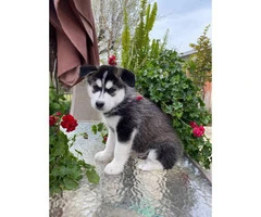 5 beautiful Husky puppies for sale - 5