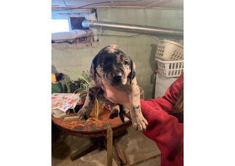 4 Labahoula puppies for sale