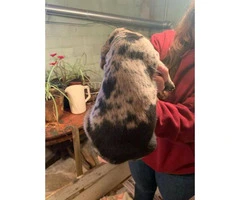 4 Labahoula puppies for sale