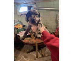 4 Labahoula puppies for sale