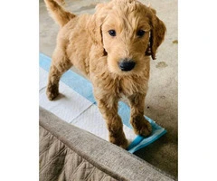 2 females and 2 males Goldendoodle puppies