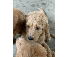 2 females and 2 males Goldendoodle puppies - 4