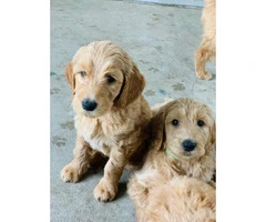 2 females and 2 males Goldendoodle puppies - 5