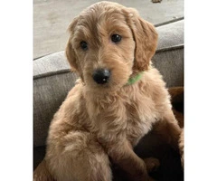 2 females and 2 males Goldendoodle puppies - 6