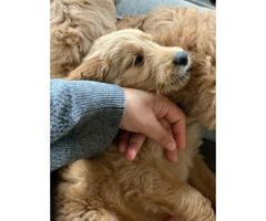 2 females and 2 males Goldendoodle puppies - 7