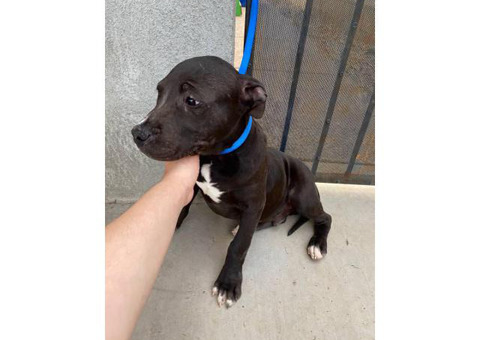 Rescued Pit bull puppies looking for a loving home