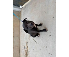 Rescued Pit bull puppies looking for a loving home - 2