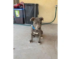 Rescued Pit bull puppies looking for a loving home - 3