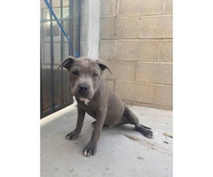 Rescued Pit bull puppies looking for a loving home - 5