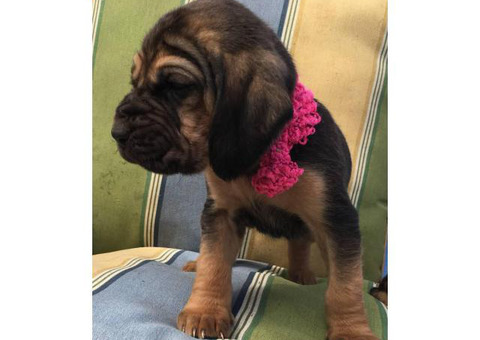 9 full-blooded Bloodhound puppies