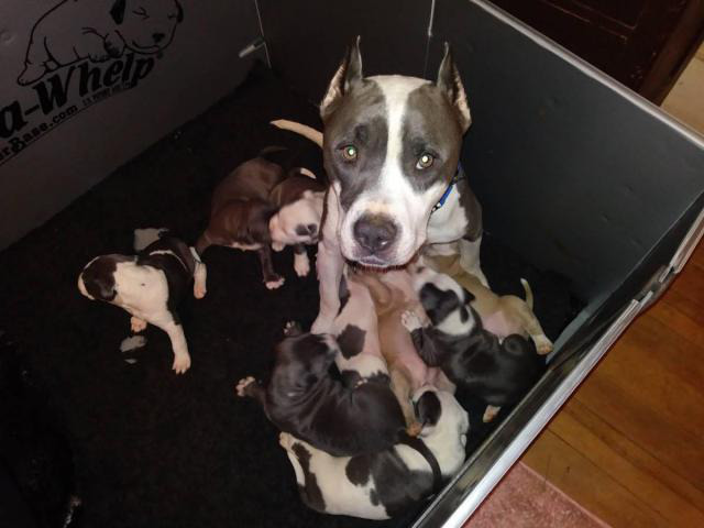 3 male Bluenose AmericanBully Puppies in Claremont, New
