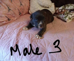 3 male Bluenose American-Bully Puppies - 7