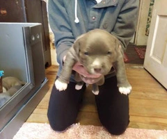 3 male Bluenose American-Bully Puppies - 8