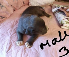3 male Bluenose American-Bully Puppies - 9