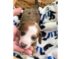 6 dachshund puppies available