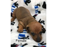 6 dachshund puppies available - 2