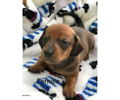6 dachshund puppies available - 3