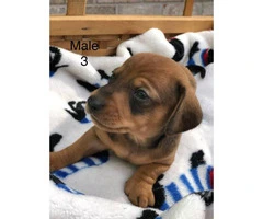 6 dachshund puppies available - 4
