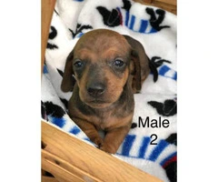6 dachshund puppies available - 5