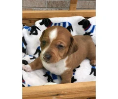 6 dachshund puppies available - 6